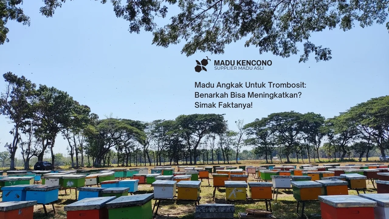 Madu Angkak Untuk Trombosit: Benarkah Bisa Meningkatkan? Simak Faktanya!