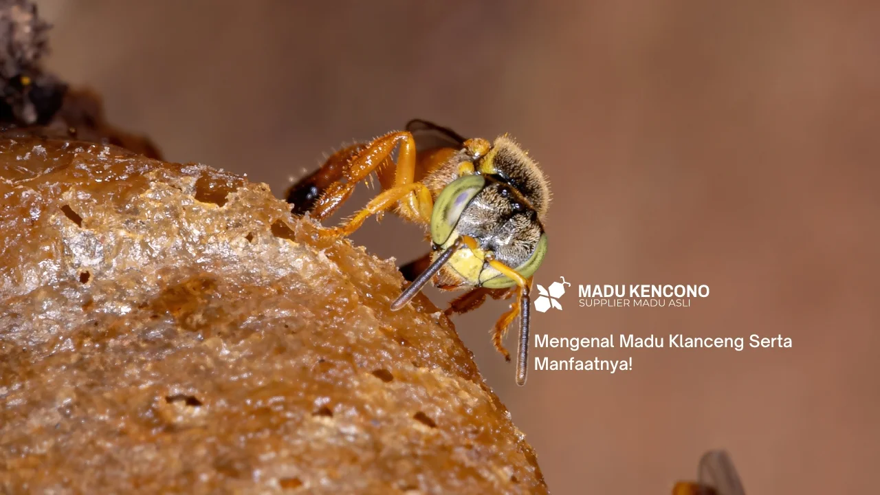 Mengenal Madu Klanceng Serta Manfaatnya!