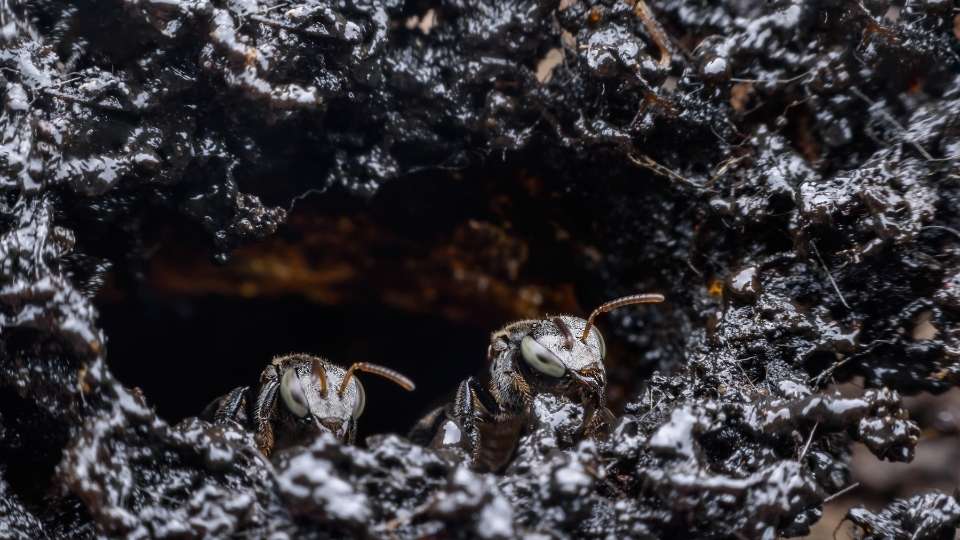 gambar lebah madu Trigona Biroi