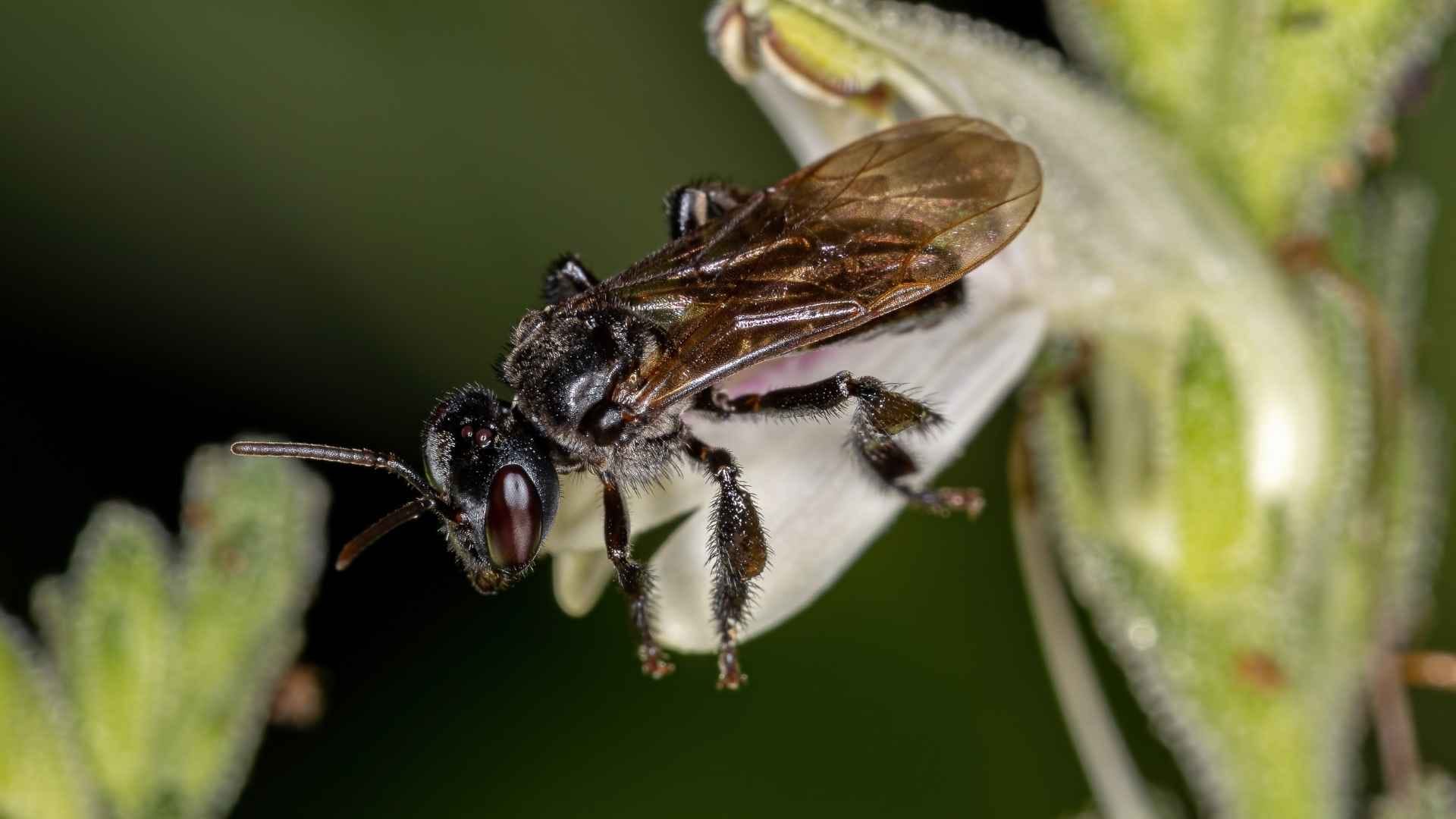 gambar lebah madu trigona itama