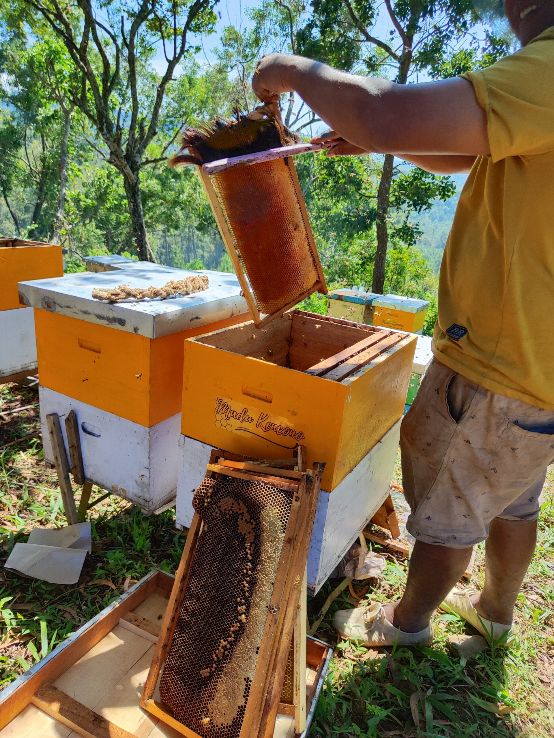 Gambar panen madu kencono