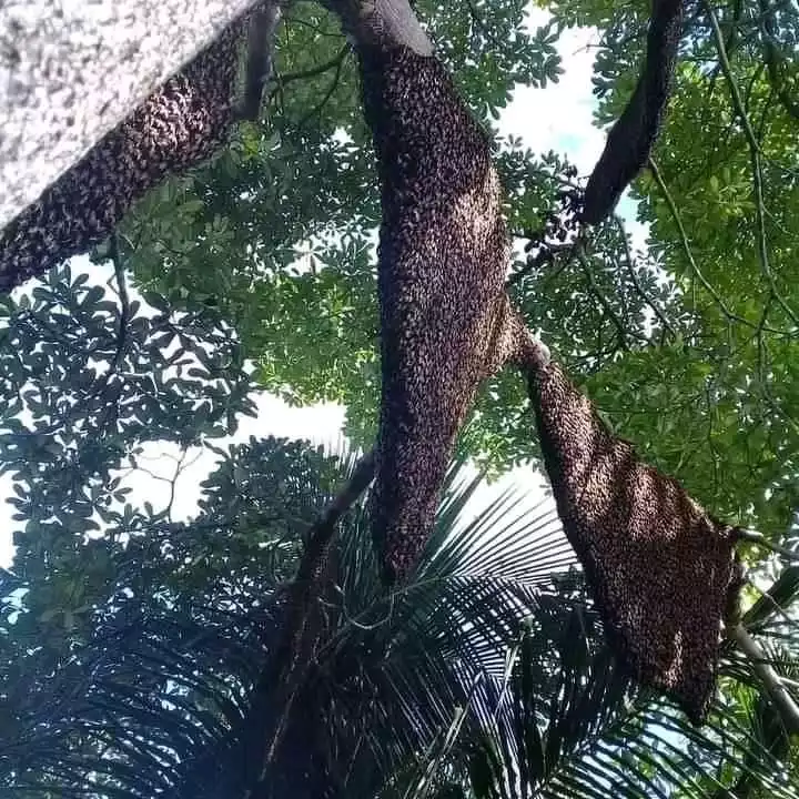 Khasiat Madu Asli Hutan