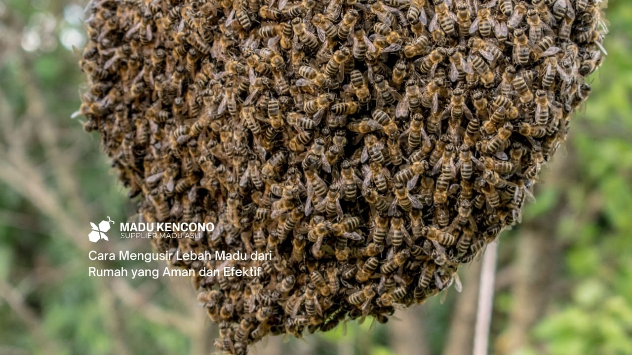 Cara Mengusir Lebah Madu dari Rumah yang Aman dan Efektif
