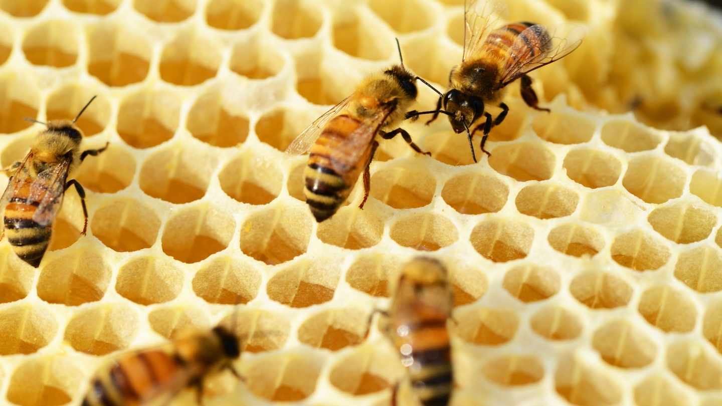 Ilustrasi gambar lebah yang sedang memuntahkan madu kedalam sarang