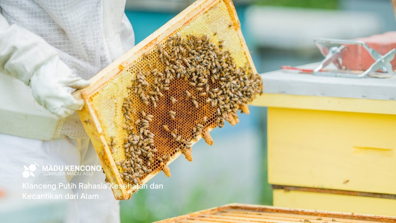 [Klanceng Putih] Rahasia Kesehatan dan Kecantikan dari Alam