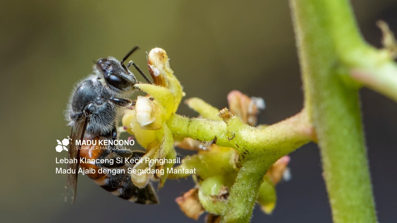 Lebah Klanceng Si Kecil Penghasil Madu Ajaib dengan Segudang Manfaat