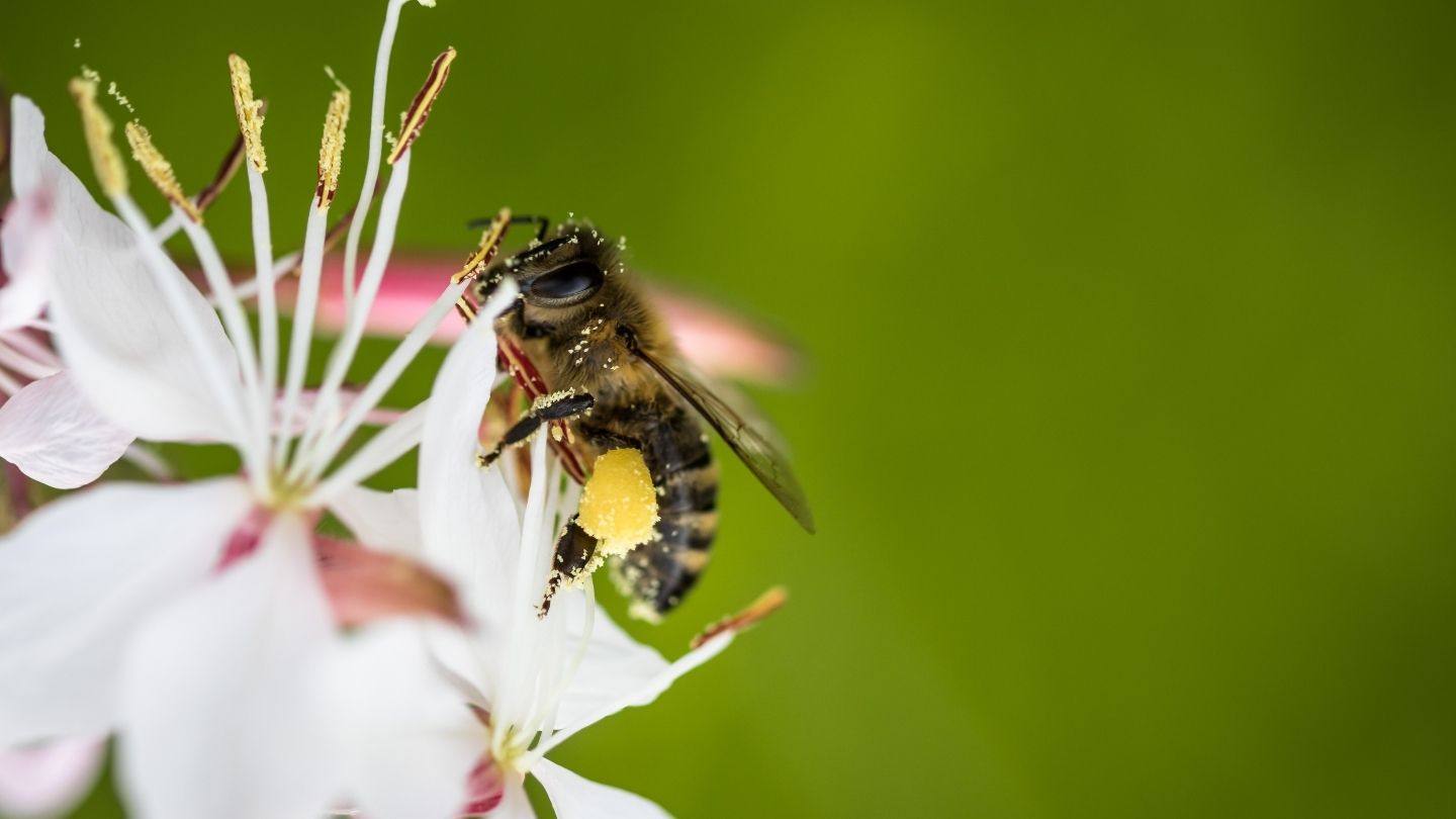 Lebah madu Apis mellifera hinggap di bunga sakura sambil mengumpulkan pollen di kaki belakangnya