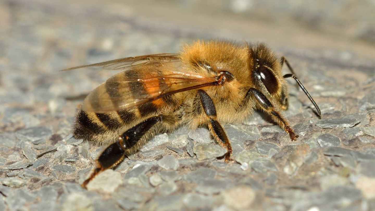 Lebah madu Apis mellifera menunjukkan detail bulu toraks dan struktur sayap