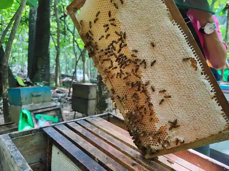 Sarang madu asli lebah ternak