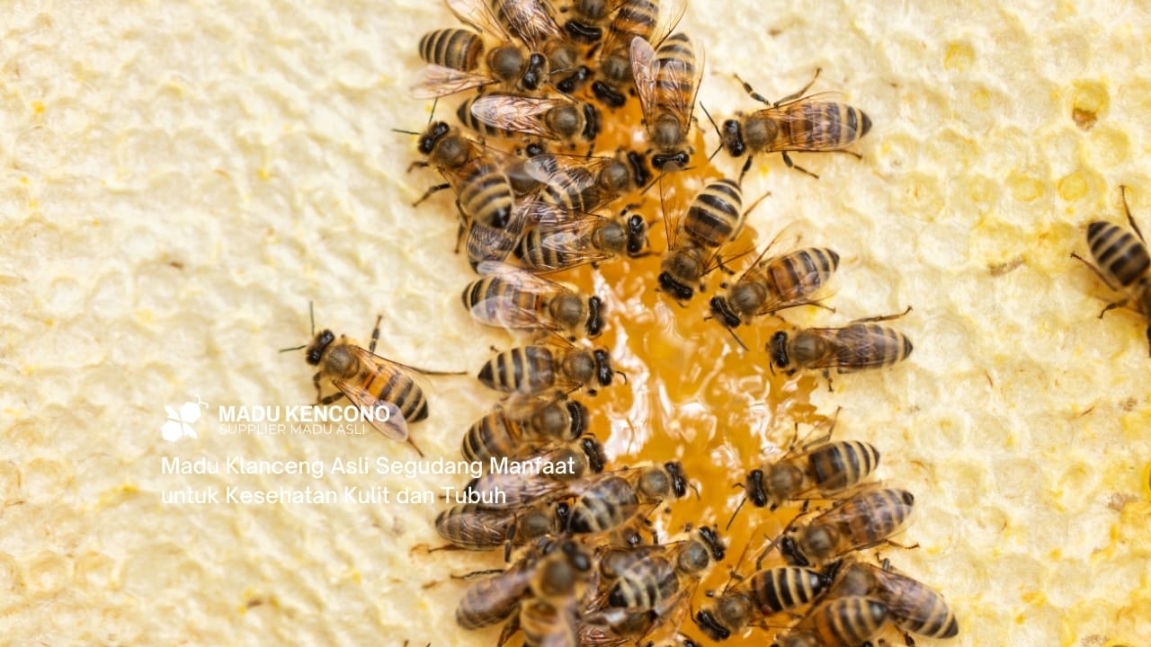 Madu Klanceng Asli Segudang Manfaat untuk Kesehatan Kulit dan Tubuh