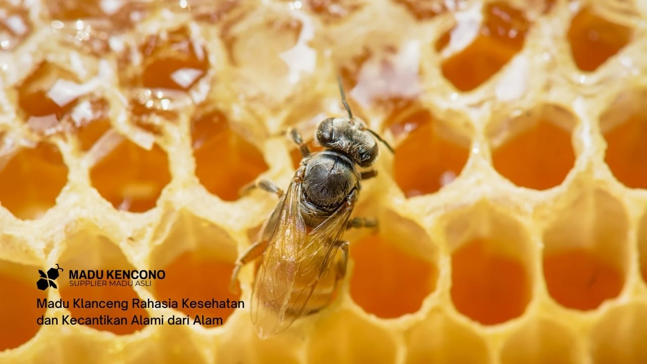 Madu Klanceng Rahasia Kesehatan dan Kecantikan Alami dari Alam