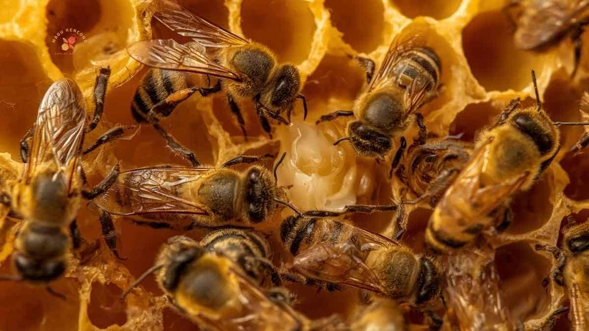 Royal jelly berwarna putih krem di dalam sel ratu lebah pada sarang lebah madu