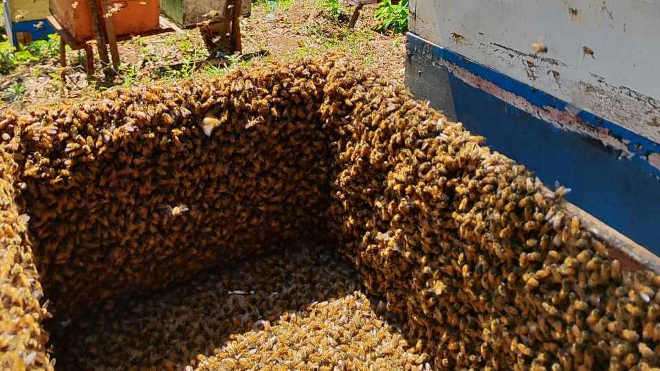 Stup sarang yang dipenuhi koloni lebah madu