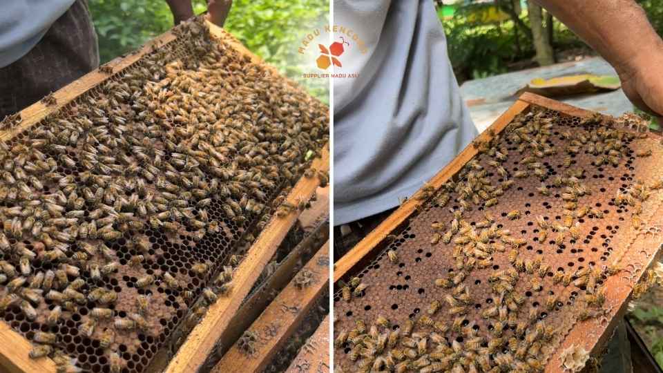 Tim Madu kencono memeriksa stup lebah untuk melihat kematangan madu, ilustrasi analisa usaha lebah madu