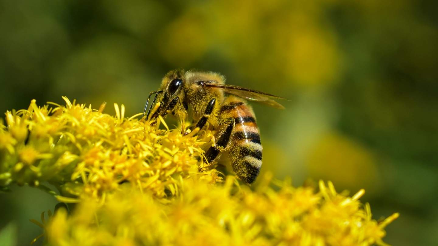Lebah Apis cerana dengan empat garis kuning di perut dan kaki rusty hinggap di bunga