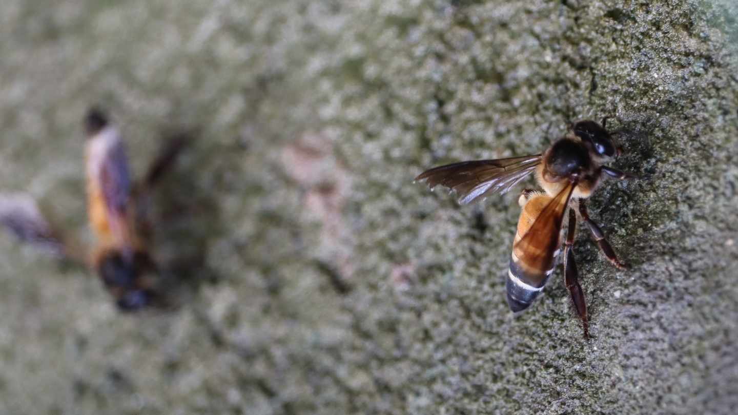 foto lebah apis dorsata