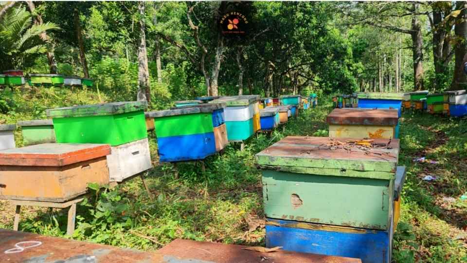 foto peternakan lebah madu kencono di perkebunan yang banyak vegetasi dan kaya bunga
