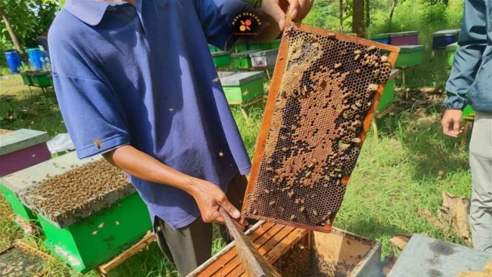 tim madu kencono sedang kontrol madu mengangkat sisir sarang lebah madu yang hampir matang