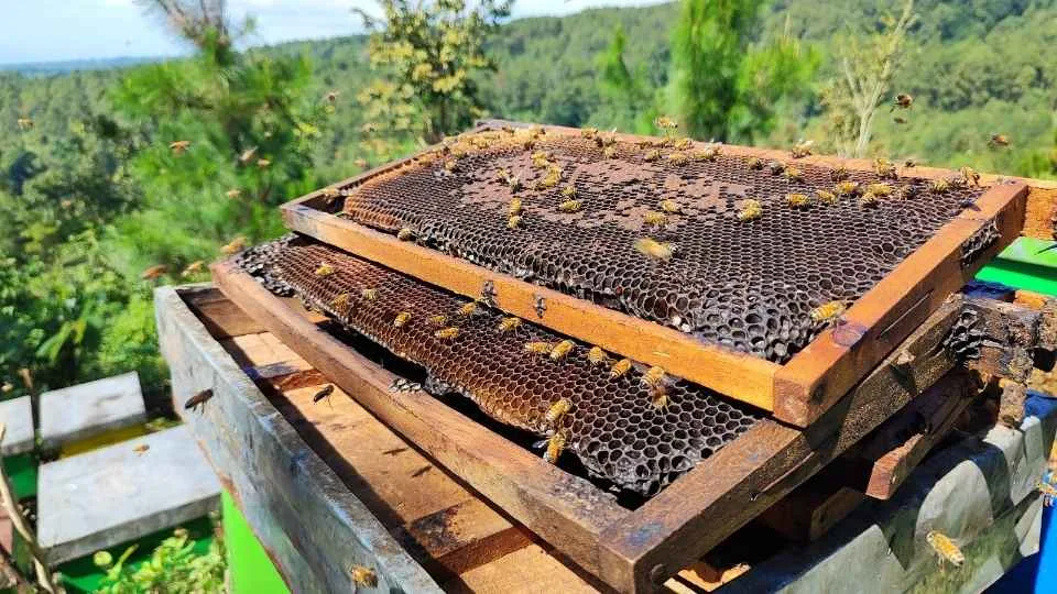 gambar foto salah satu jenis lebah madu di sarang