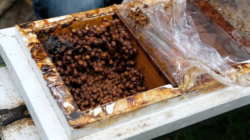 gambar sarang madu klanceng siap panen