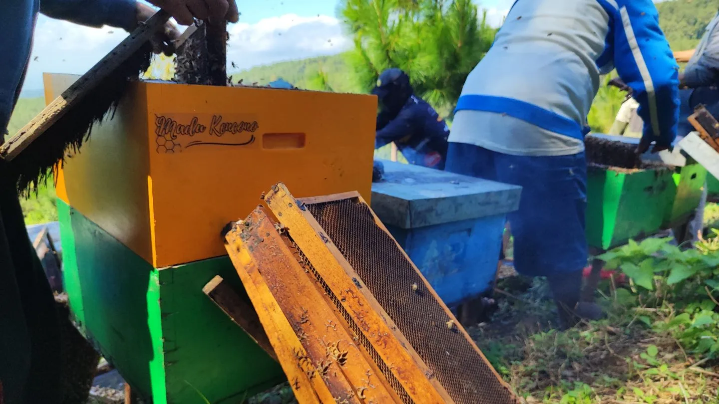 gambar kotak lebah madu