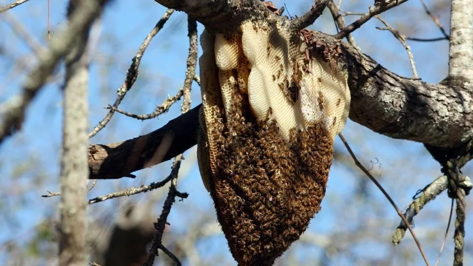 gambar lebah dan madu hutan siap panen