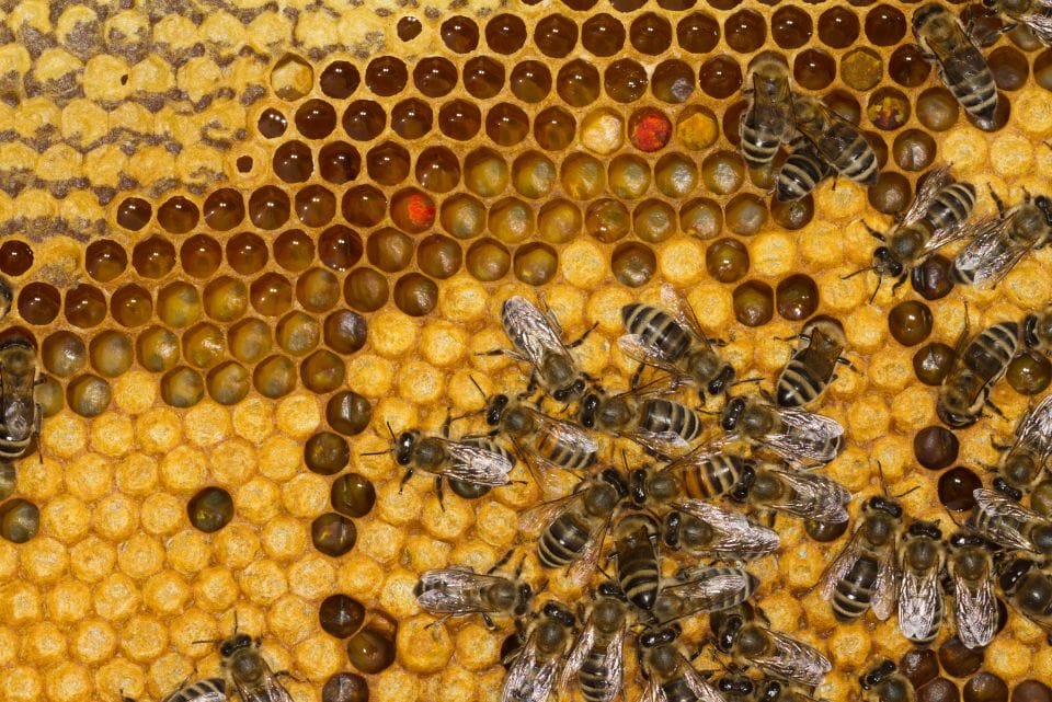 gambar lebah madu ternak mellifera