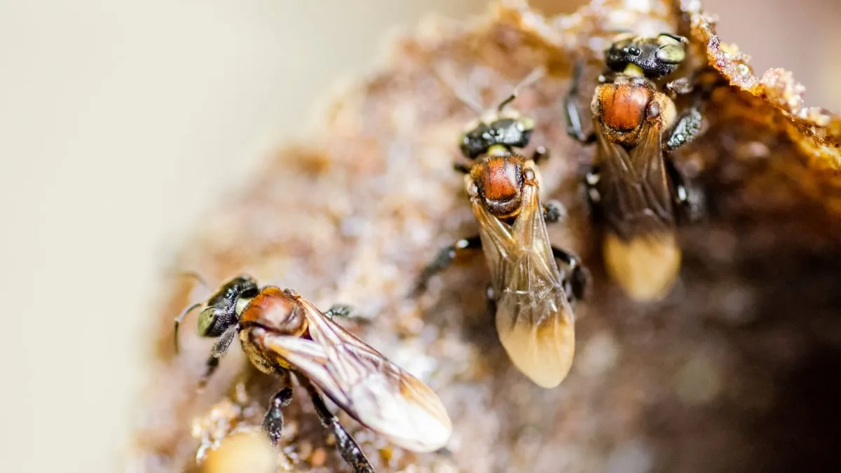 gambar lebah madu trigona atau klanceng