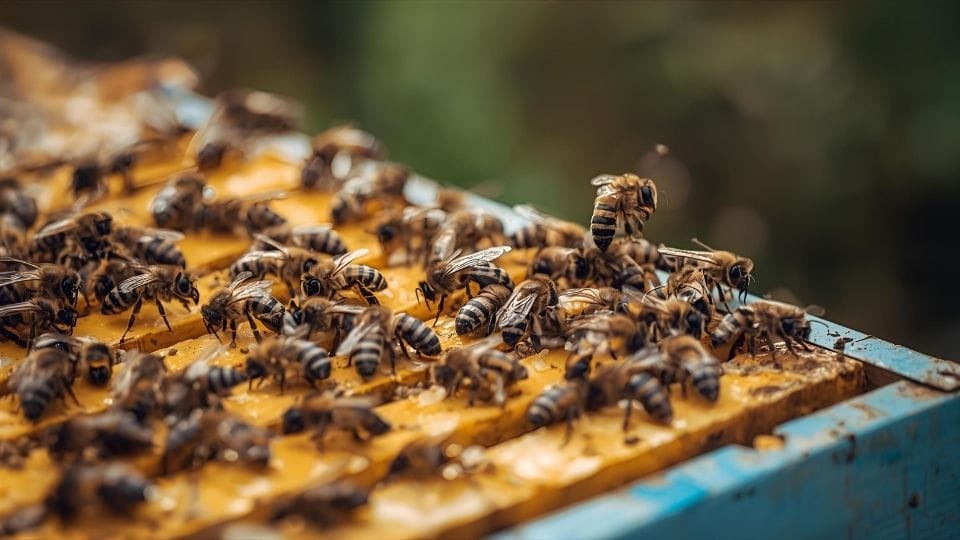 gambar lebah yang sedang berkumpul di kotak sarang