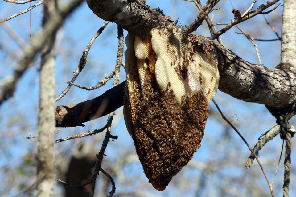 gambar madu hutan dorsata