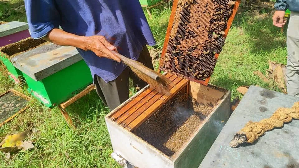 gambar panen lebah madu dengan membakar kain