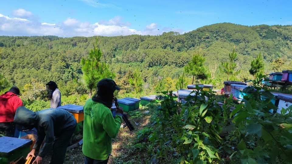 gambar panen madu di pagi hari