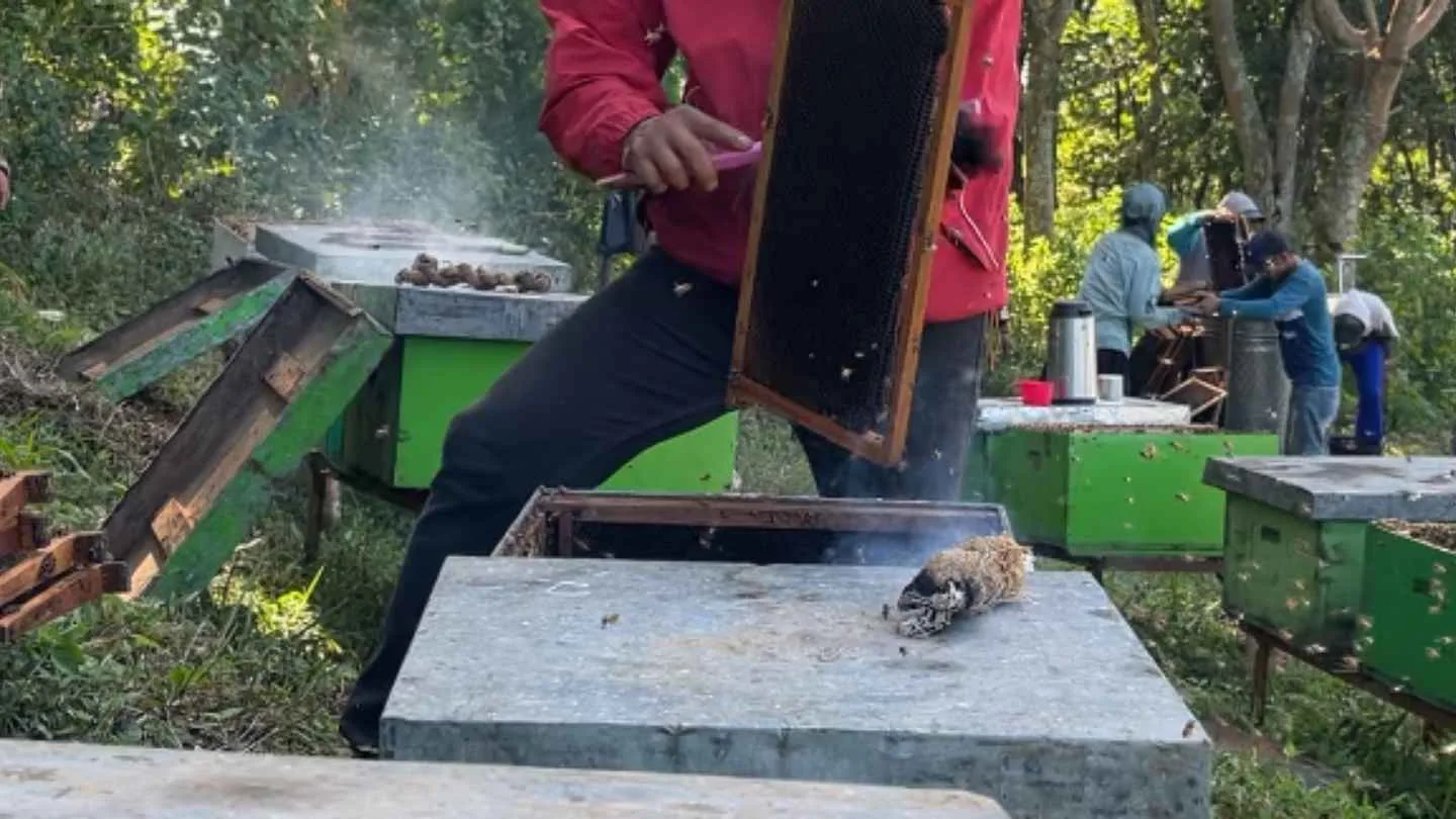 gambar panen memakai asap untuk menenangkan lebah