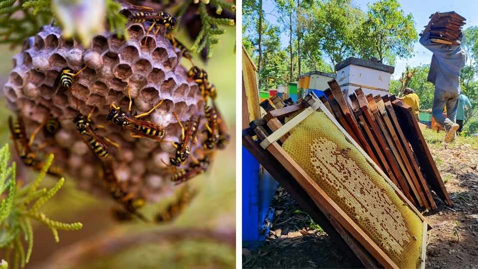 gambar perbedaan sarang tawon dan lebah madu
