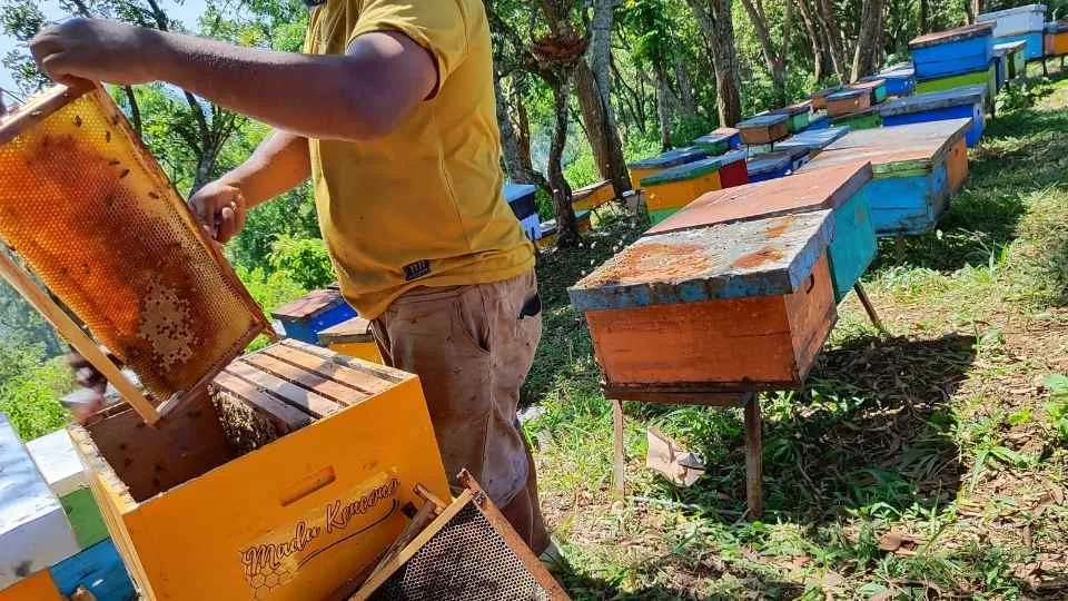 gambar sarang lebah madu ternak dipegang seorang pria
