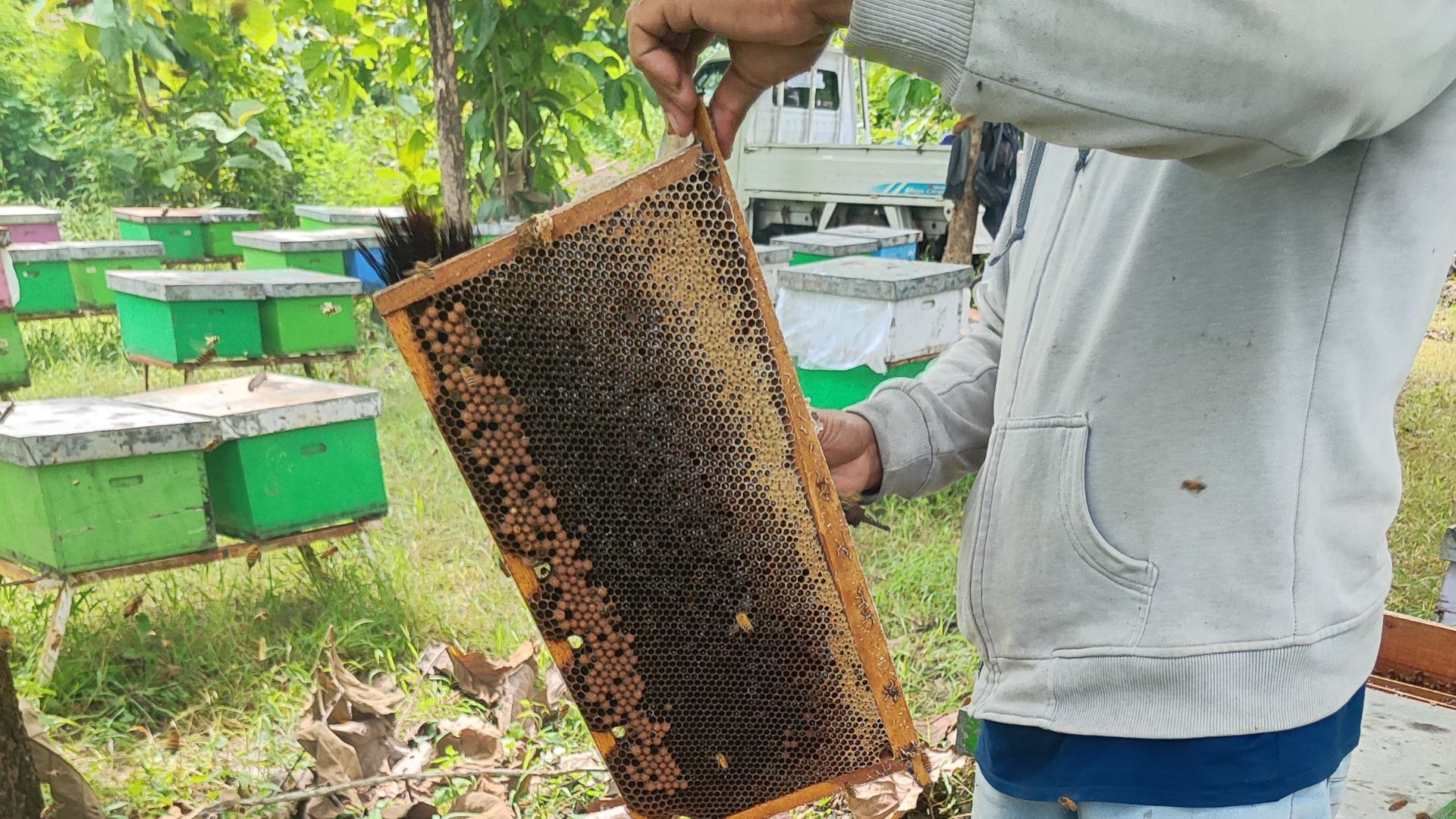gambar sarang madu di peternakan