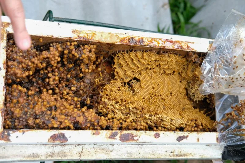 gambar sarang lebah madu klanceng asli