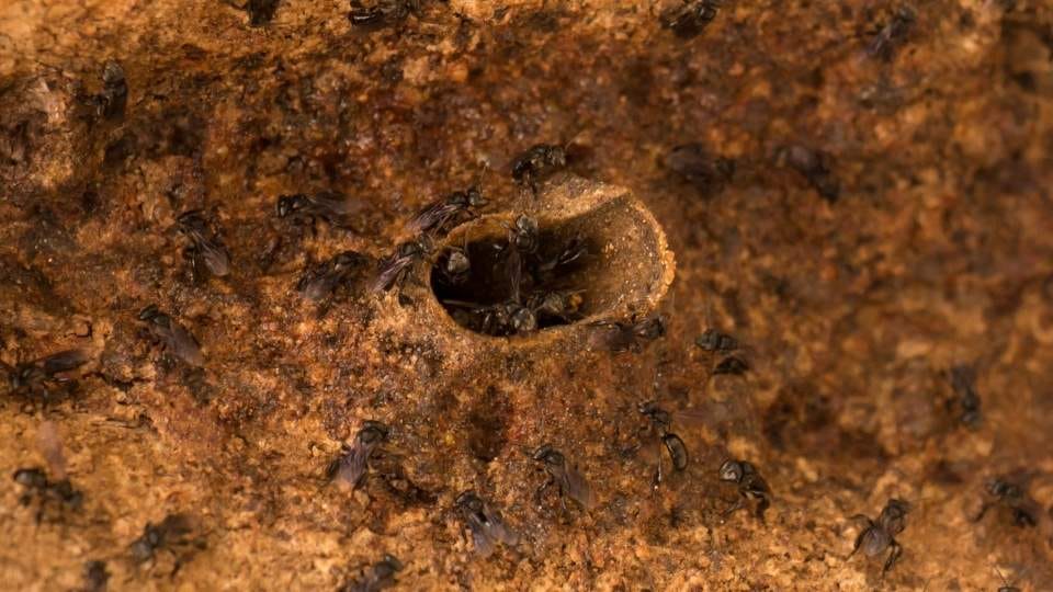 gambar sarang madu klanceng