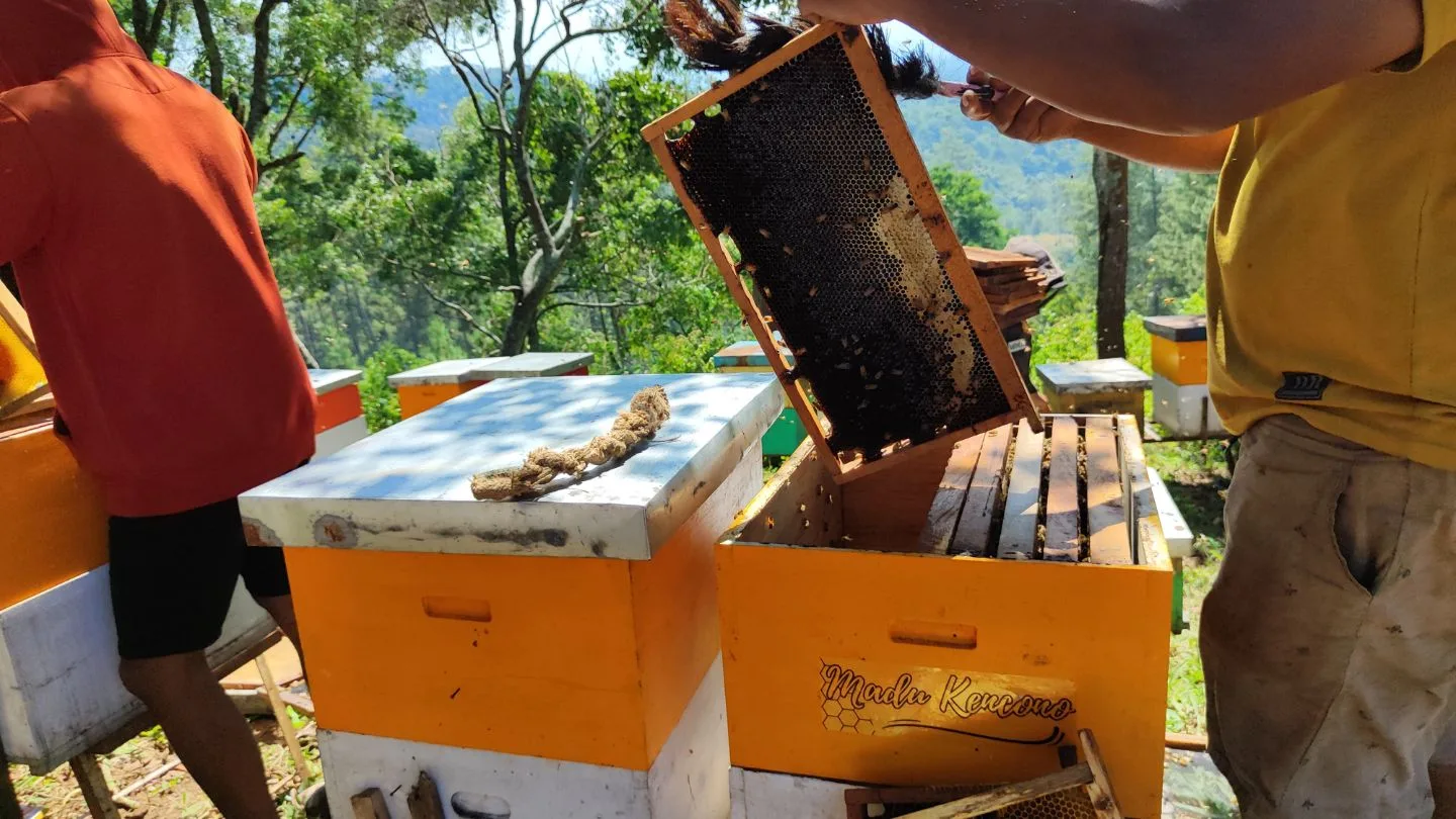 gambar supplier madu sedang panen madu asli