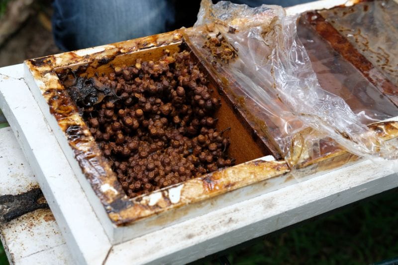 gambar stup budidaya lebah madu trigona