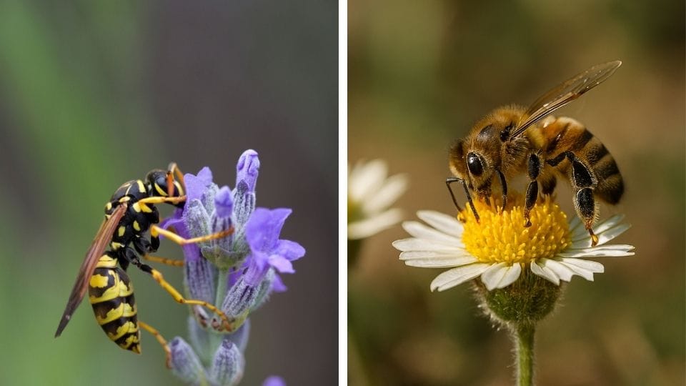 gambar tawon dan lebah menghisap nekar bunga