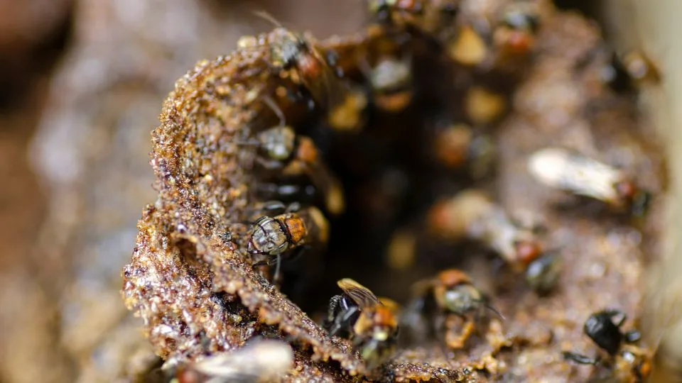 gambar tawon madu klanceng didalam sarang