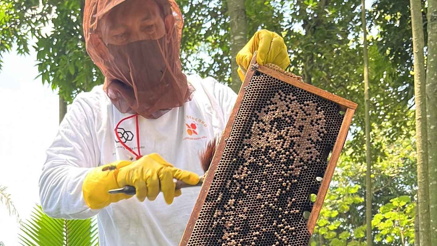 gambar tim madu kencono sedang memanen madu