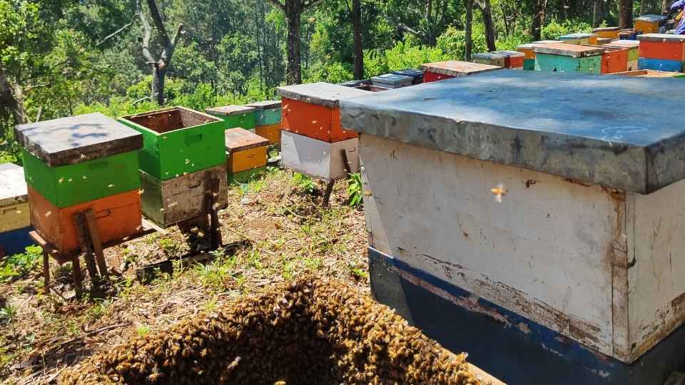 Stup lebah madu warna-warni di bawah pepohonan hutan lereng bukit, habitat lebah madu di kawasan hutan