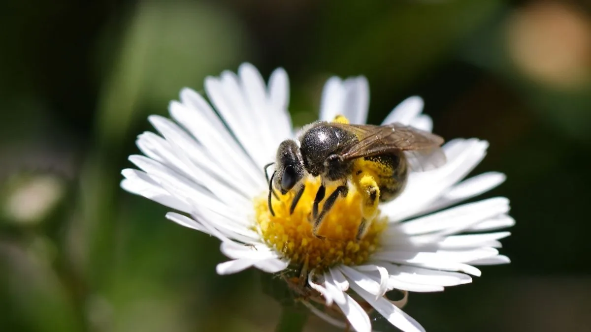 ilustrasi gambar Lebah madu Tetragonula atau klanceng