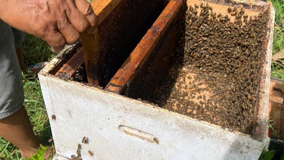 ilustrasi gambar bibit lebah madu didalam kotak sarang