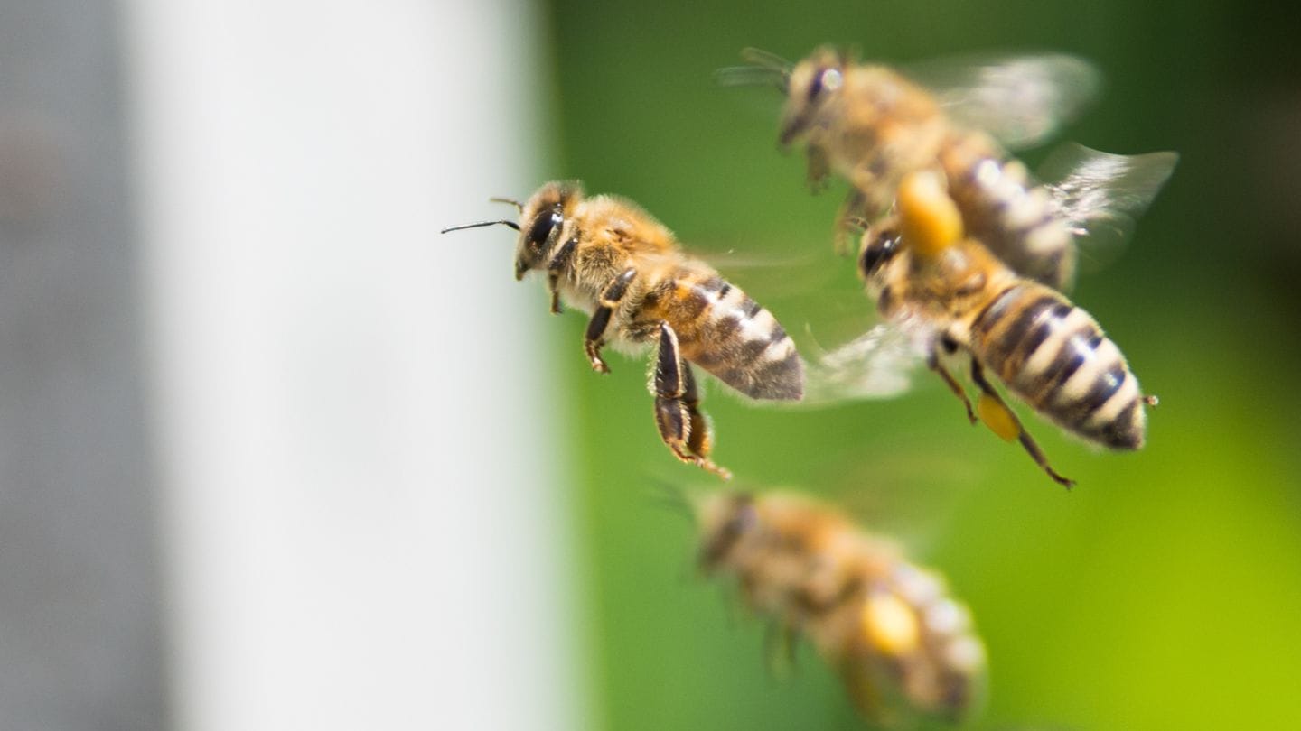 ilustrasi gambar lebah madu mellifera dan cerana