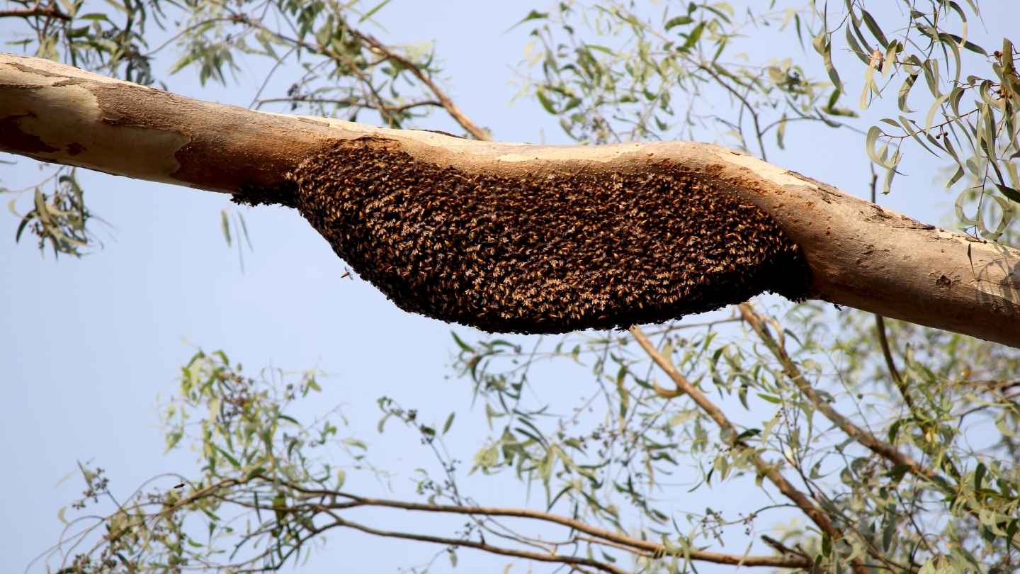 madu dorsata yang bersarang di batang pohon sialang