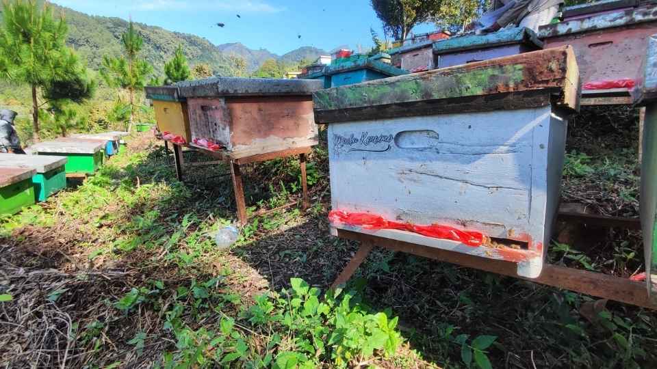 Deretan stup lebah kayu berwarna-warni Madu Kencono di peternakan lebah dengan latar pegunungan, salah satu lokasi cara lebah melindungi sarang dari hama dan predator di alam terbuka