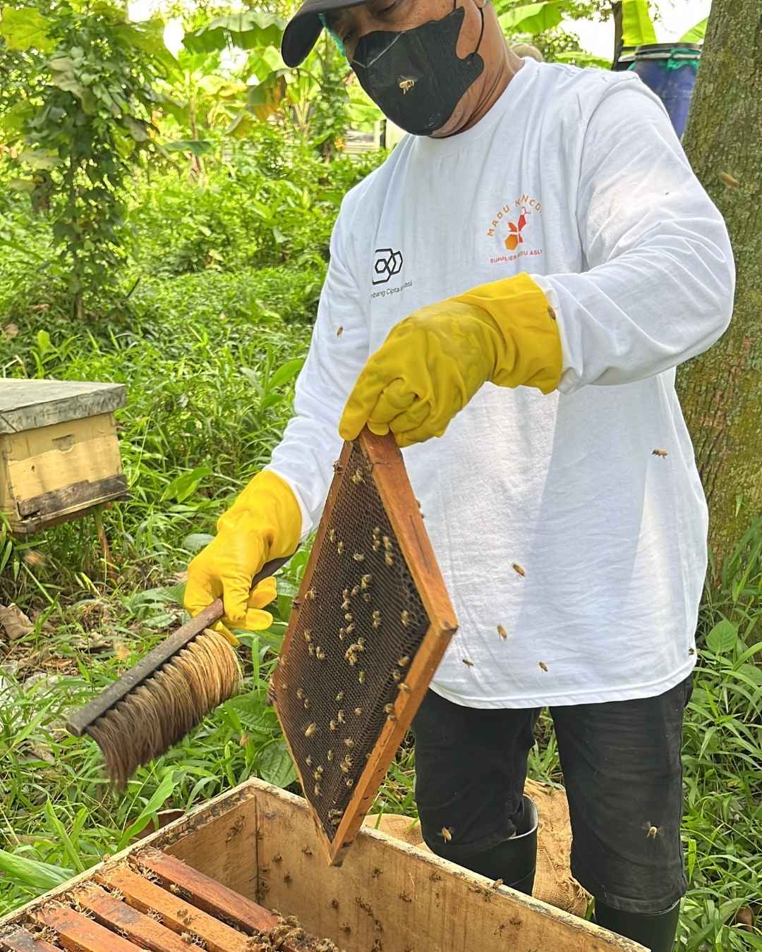 tim madu kencono sedang menyisir lebah agar tidak ikut terpanen